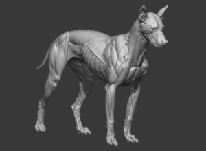 Sculpting Animals From Real Life References